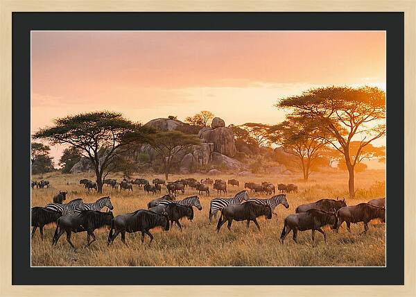 Serengeti Migration At Dusk