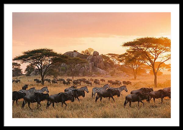 Serengeti Migration At Dusk
