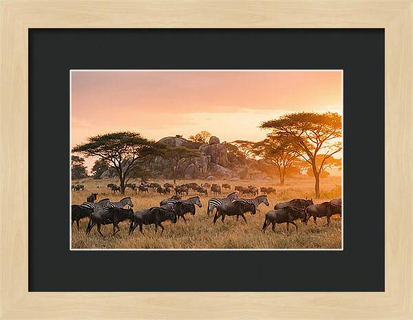 Serengeti Migration At Dusk