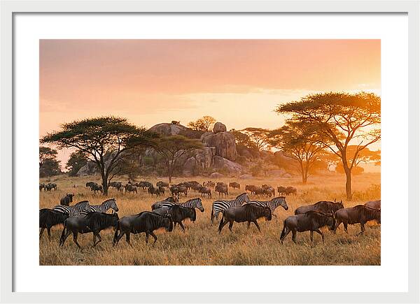 Serengeti Migration At Dusk