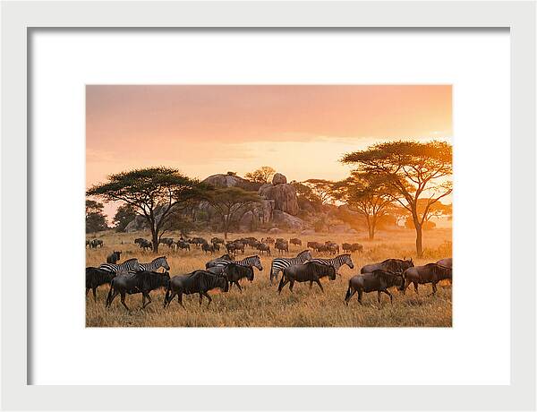 Serengeti Migration At Dusk
