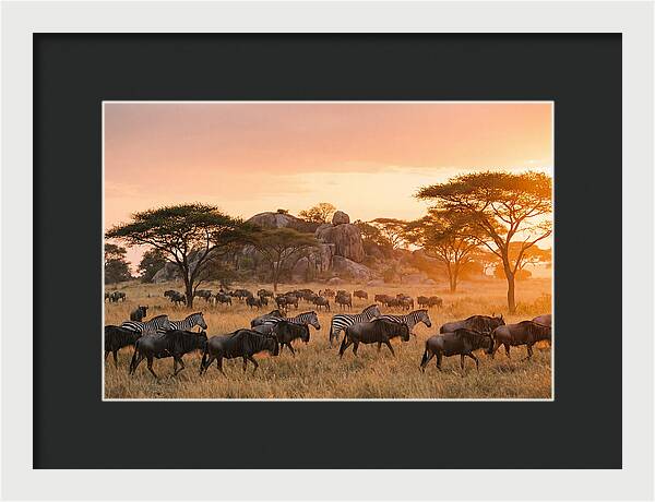 Serengeti Migration At Dusk
