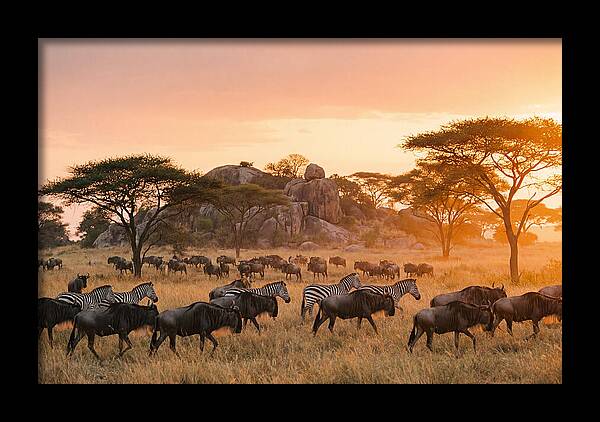 Serengeti Migration At Dusk