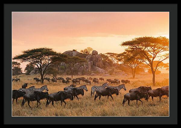 Serengeti Migration At Dusk