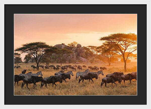 Serengeti Migration At Dusk