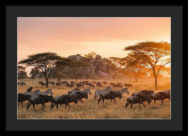 Serengeti Migration At Dusk