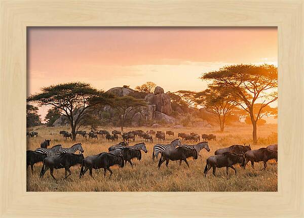 Serengeti Migration At Dusk