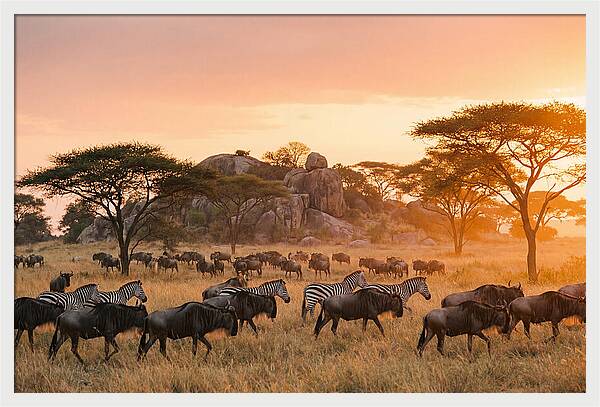 Serengeti Migration At Dusk
