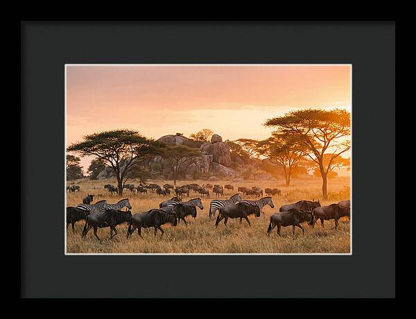 Serengeti Migration At Dusk