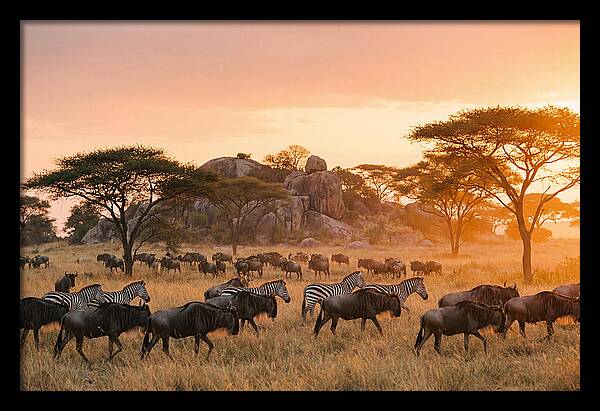 Serengeti Migration At Dusk