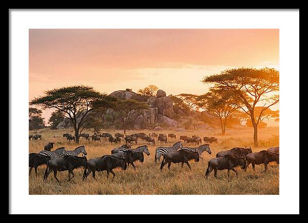 Serengeti Migration At Dusk