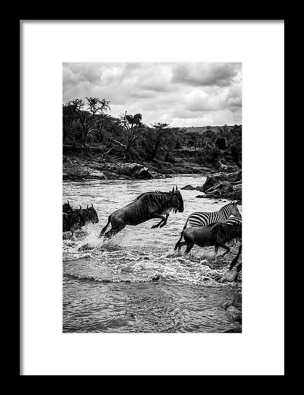 Serengeti Migration Crossing Drama