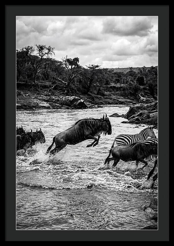Serengeti Migration Crossing Drama