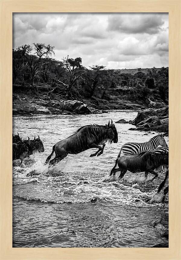 Serengeti Migration Crossing Drama