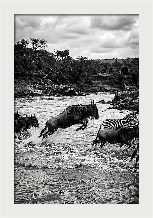 Serengeti Migration Crossing Drama