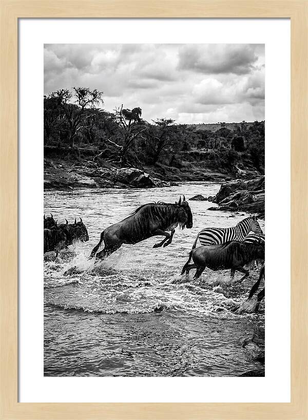 Serengeti Migration Crossing Drama