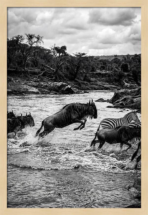 Serengeti Migration Crossing Drama