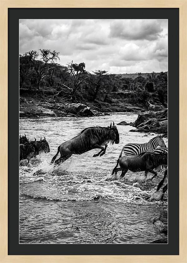 Serengeti Migration Crossing Drama