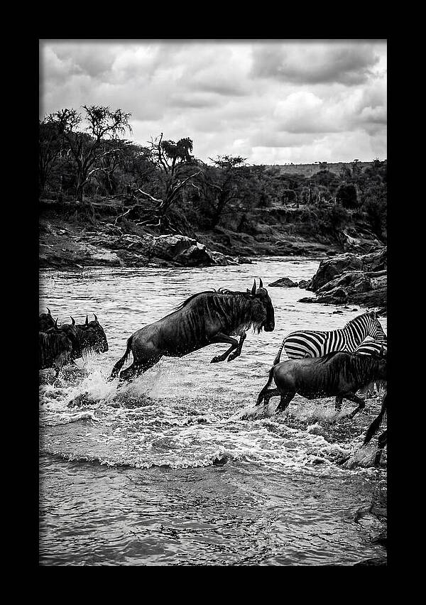 Serengeti Migration Crossing Drama