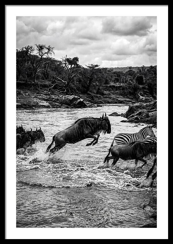 Serengeti Migration Crossing Drama