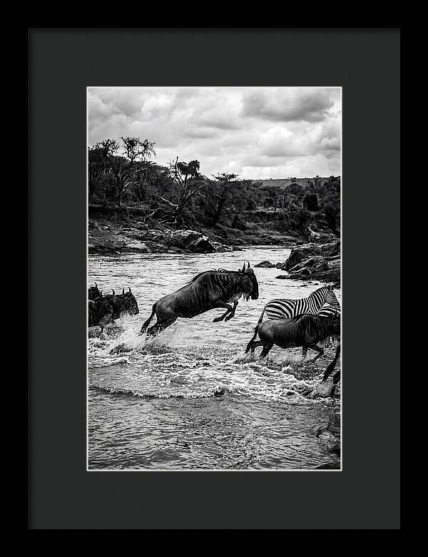 Serengeti Migration Crossing Drama