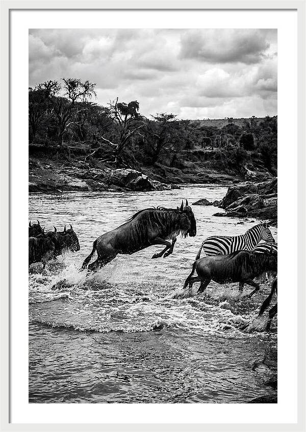 Serengeti Migration Crossing Drama