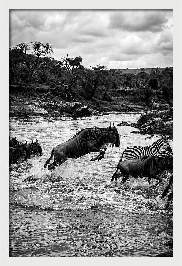 Serengeti Migration Crossing Drama