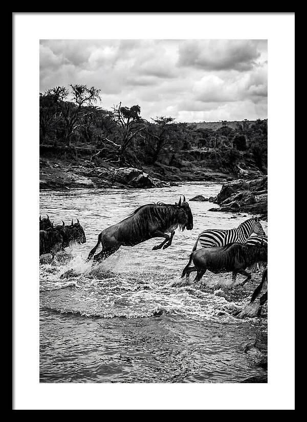 Serengeti Migration Crossing Drama