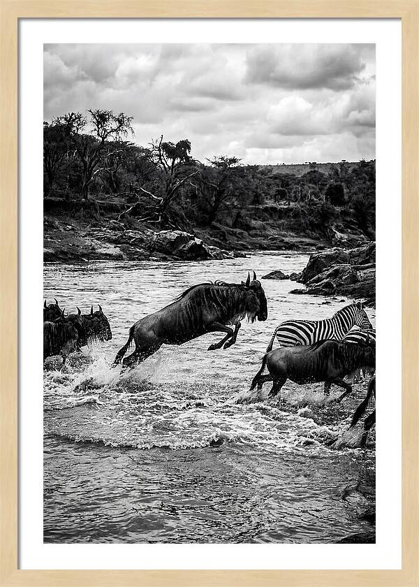 Serengeti Migration Crossing Drama