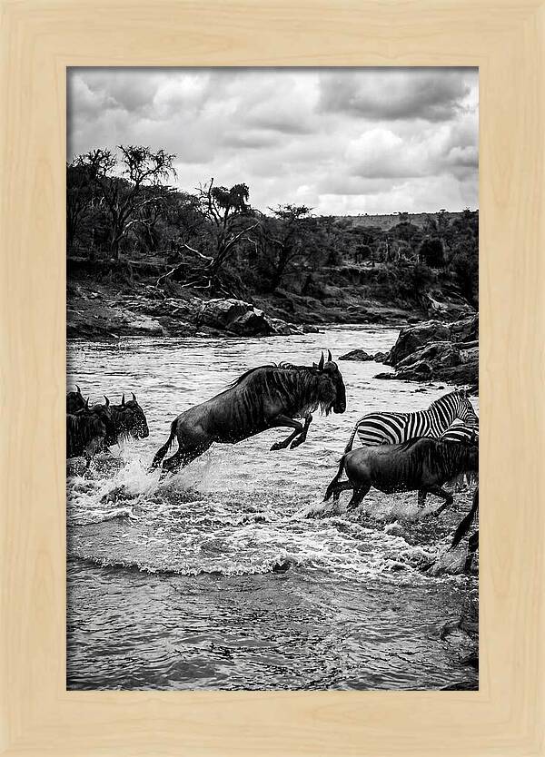 Serengeti Migration Crossing Drama