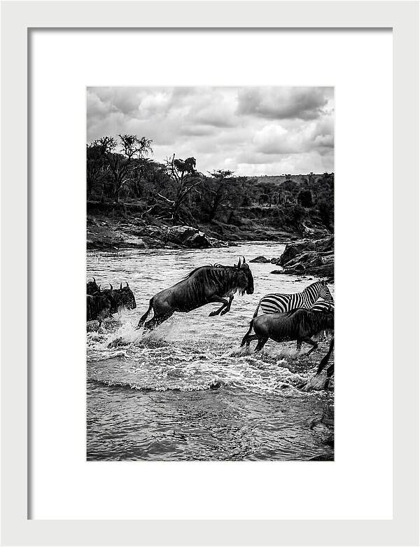 Serengeti Migration Crossing Drama