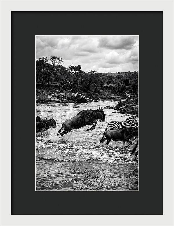 Serengeti Migration Crossing Drama