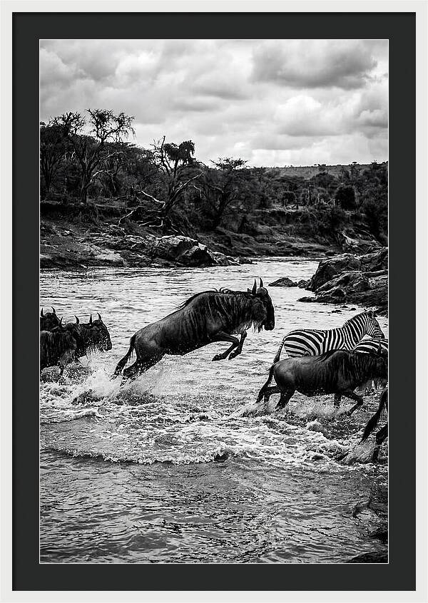 Serengeti Migration Crossing Drama
