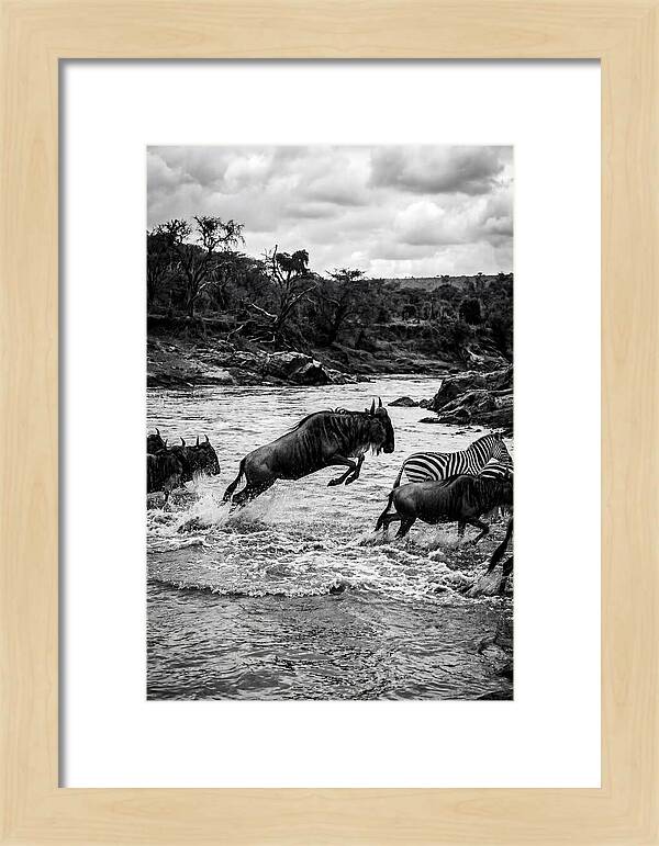 Serengeti Migration Crossing Drama