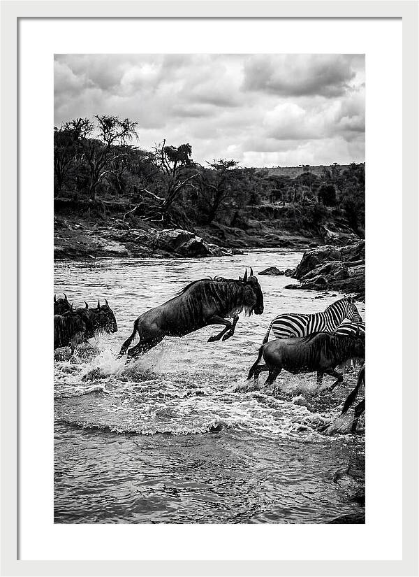 Serengeti Migration Crossing Drama