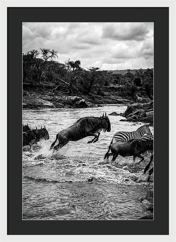 Serengeti Migration Crossing Drama