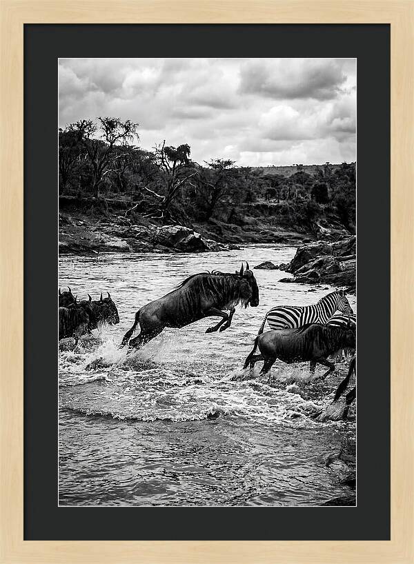 Serengeti Migration Crossing Drama