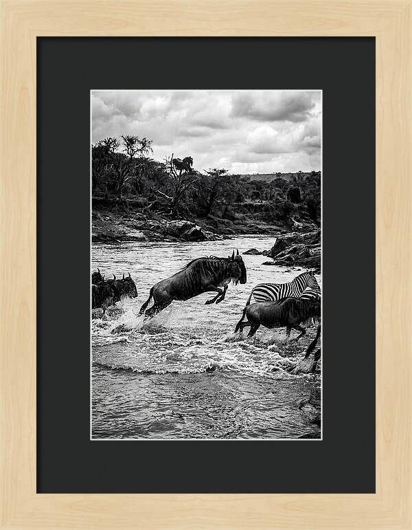 Serengeti Migration Crossing Drama