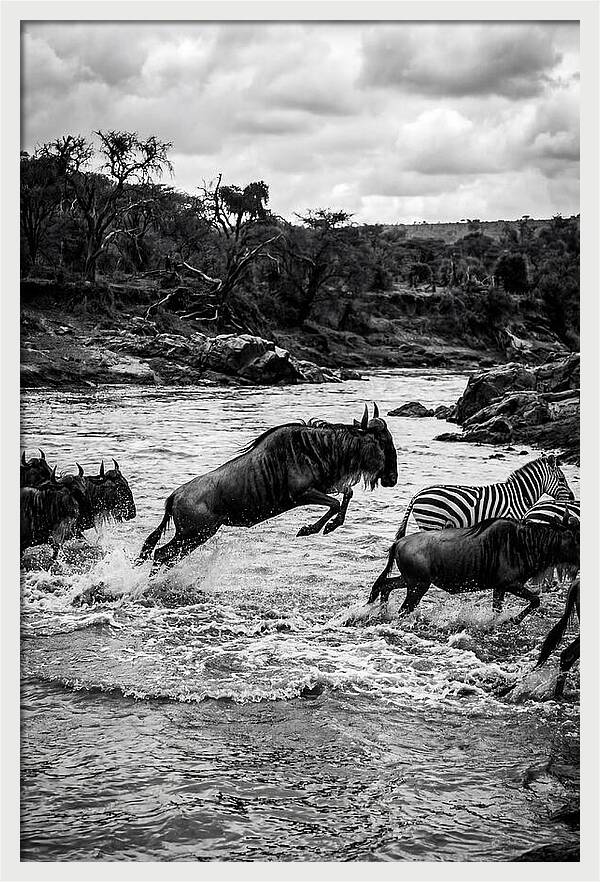 Serengeti Migration Crossing Drama
