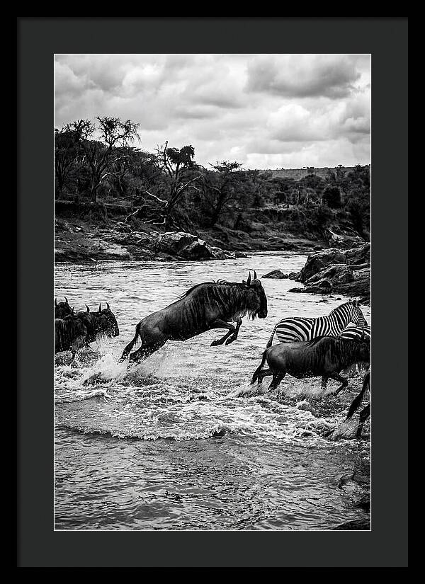 Serengeti Migration Crossing Drama