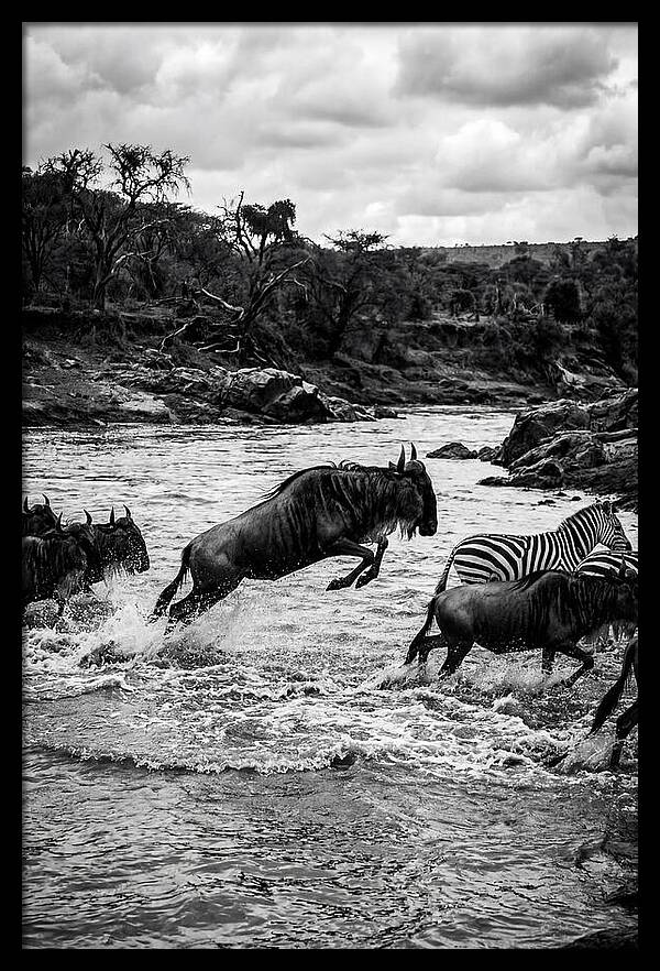 Serengeti Migration Crossing Drama