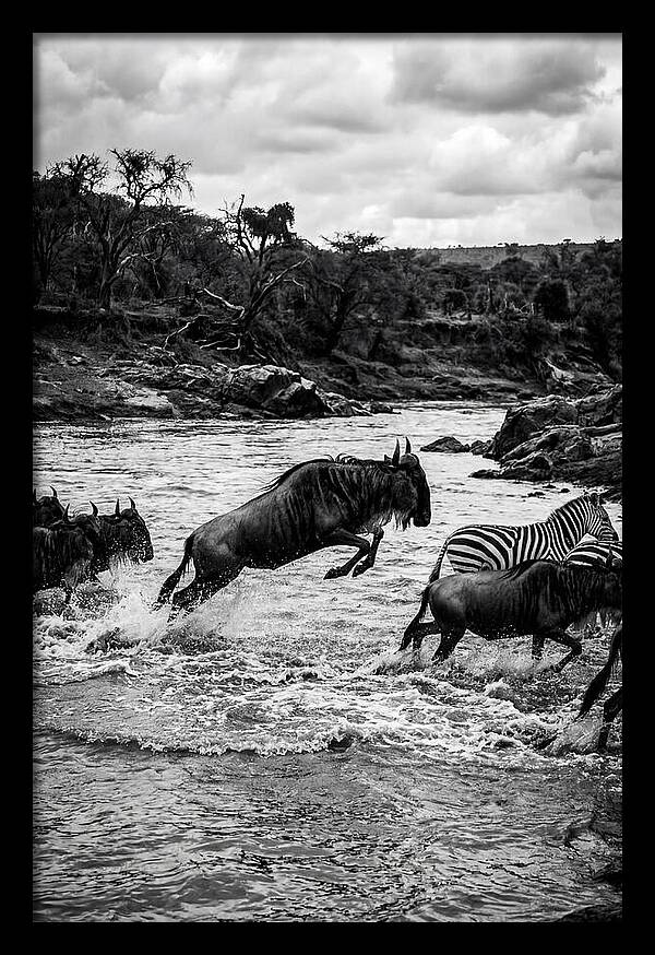 Serengeti Migration Crossing Drama