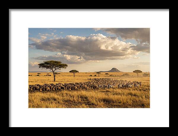 Serengeti Sunset Migration