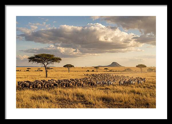 Serengeti Sunset Migration