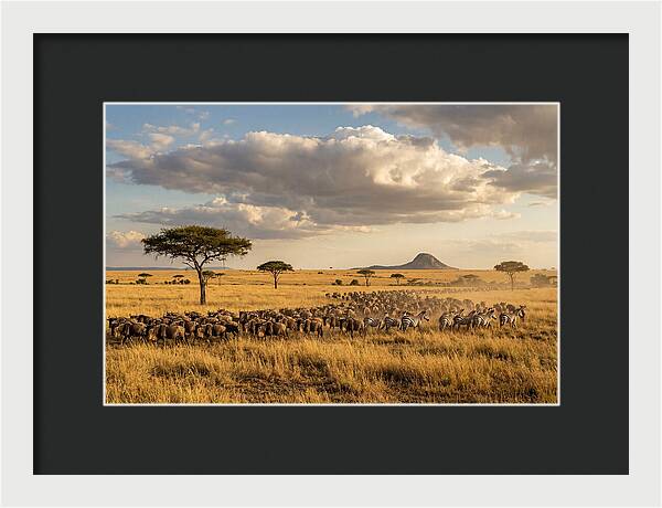 Serengeti Sunset Migration