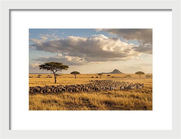 Serengeti Sunset Migration