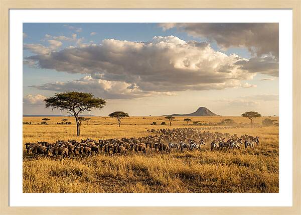 Serengeti Sunset Migration