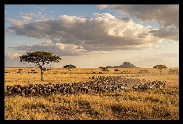 Serengeti Sunset Migration