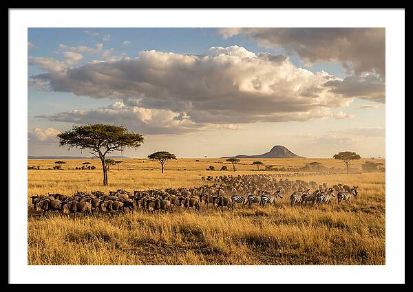 Serengeti Sunset Migration