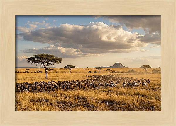 Serengeti Sunset Migration